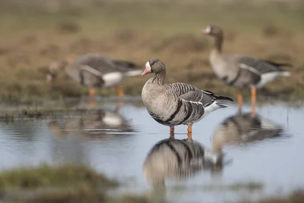 Selective Focus Shot White Fronted Goose Outdoors Daylight — Stock Photo, Image