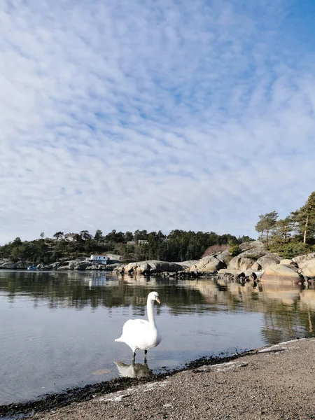 Вертикальний Постріл Лебедя Березі Озера Ларвіку Норвегія — стокове фото