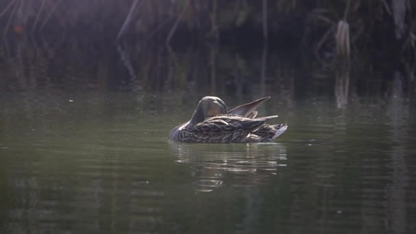 Patos Negros Água — Vídeo de Stock