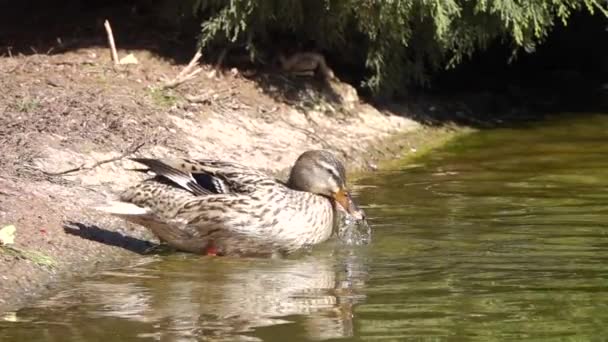 Patos Negros Água — Vídeo de Stock