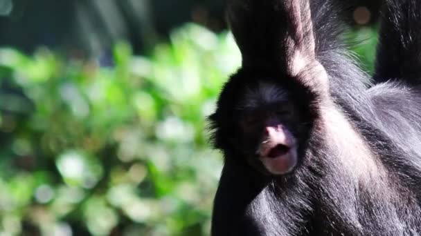 Zbliżenie Ujęcie Ślicznej Owłosionej Małpy Pająka Wiszącej Drzewie Lesie Wydającej — Wideo stockowe