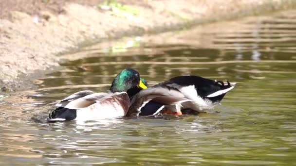 Schwarze Enten Wasser — Stockvideo