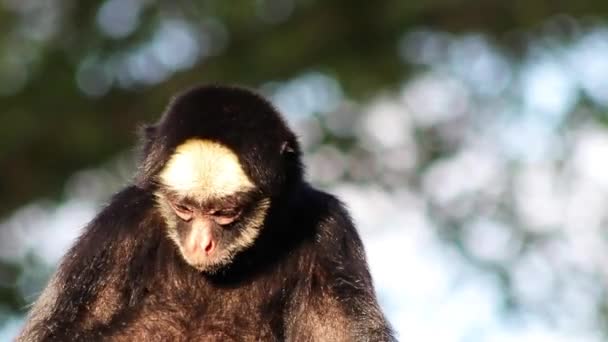 Gros Plan Singe Araignée Poilu Curieux Regardant Autour Dans Une — Video