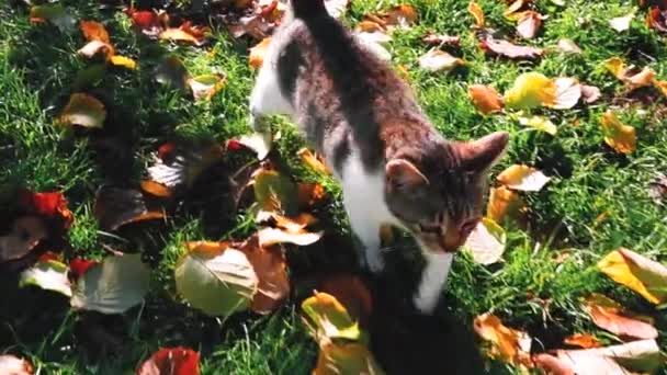 Милий Маленький Кіт Траві — стокове відео