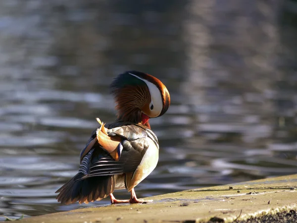 Mandarin duck grooming by water side lake medium shot