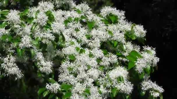 Nahaufnahme Einer Grün Weißen Blume Garten Schöner Hintergrund — Stockvideo