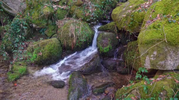森林里的瀑布 溪流里有苔藓 — 图库视频影像