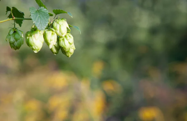 Nahaufnahme Eines Astes Mit Hopfenzapfen Auf Verschwommenem Hintergrund — Stockfoto