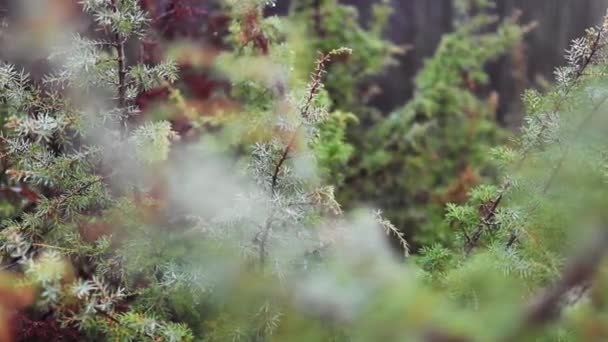 Ένα Κοντινό Πλάνο Ενός Πράσινου Φυτού Ένα Δάσος Έναν Κήπο — Αρχείο Βίντεο