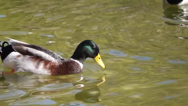 Enten Wasser Zeitlupe — Stockvideo