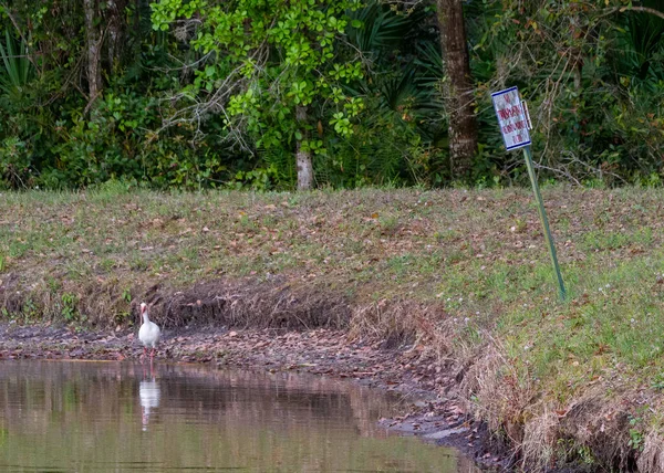White Ibis trespassing, according to the sign, at the retention pond in our backyard.