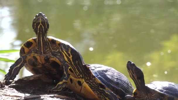 Zbliżenie Żółwi Amerykańskich Ogrzewających Się Pod Słońcem Delikatnymi Falami Nimi — Wideo stockowe