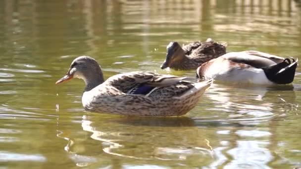 Patos Água Câmera Lenta — Vídeo de Stock