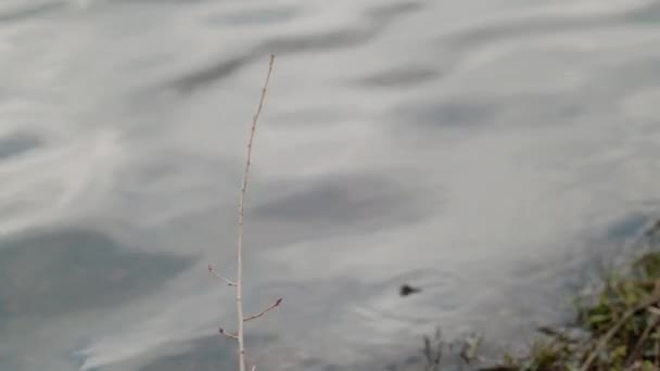 Hintergrund Mit Wasserwellen Natürlicher Hintergrund — Stockvideo