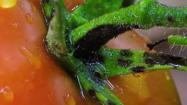 Tomates Que Crecen Jardín Comida Concepto Cosecha — Vídeos de Stock