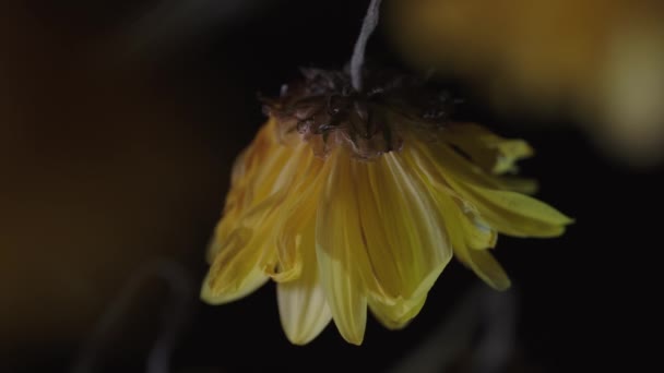 Pionowe Zbliżenie Zdjęcie Pięknego Żółtego Kwiatu Rozmytym Tle — Wideo stockowe