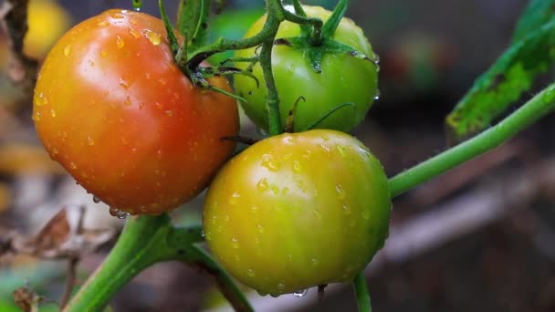 Tomates Que Crecen Jardín Comida Concepto Cosecha — Vídeos de Stock