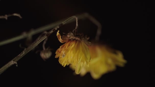 Tiro Close Vertical Uma Bela Flor Amarela Fundo Borrado — Vídeo de Stock