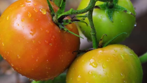 Tomates Que Crecen Jardín Comida Concepto Cosecha — Vídeos de Stock