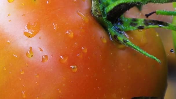 Pomodori Che Crescono Giardino Cibo Concetto Raccolto — Video Stock