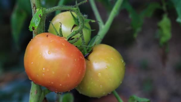 Tomates Que Crecen Jardín Comida Concepto Cosecha — Vídeos de Stock