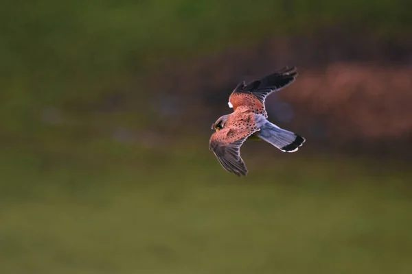 A closeup shot of a red kite bird (Milvus) in flight