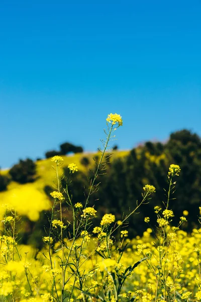 一个自然景观的黄色的领域和树木在清晰的蓝天背景与复制 — 图库照片
