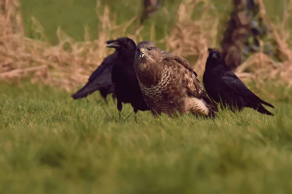A selective focus shot of a red kite (Milvus) with ravens on a green grass
