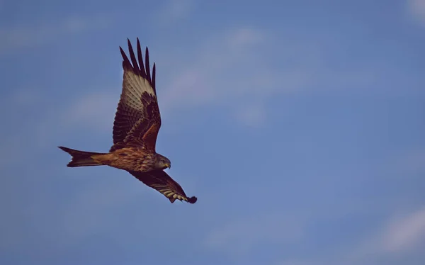 A closeup shot of a red kite bird (Milvus) flying in the blue sky