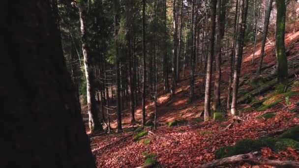 Mørk Skov Natur Naturskøn Udsigt – Stock-video