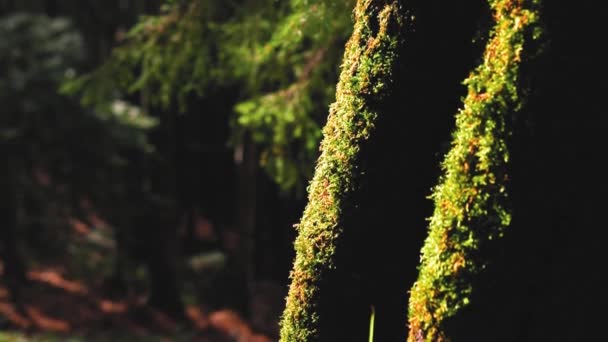 Pădure Întunecată Vedere Pitorească Natură — Videoclip de stoc