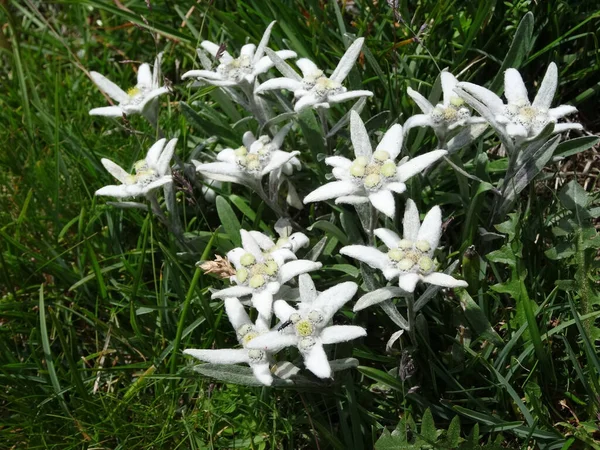 Nombreux Edelweiss Leontopodium Alpinum Dans Une Prairie Alpine — Photo