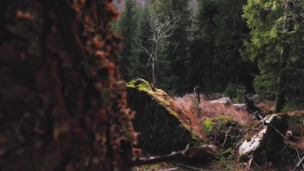 黑暗的森林 自然景观 — 图库视频影像