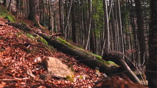 Темний Ліс Мальовничий Вид Природу — стокове відео