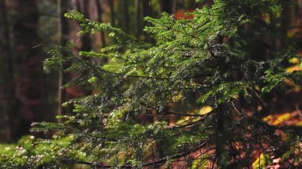 Mörk Skog Natur Vacker Utsikt — Stockvideo