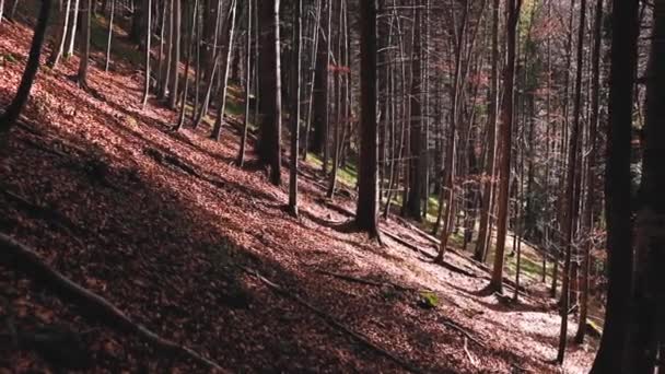 Mörk Skog Natur Vacker Utsikt — Stockvideo