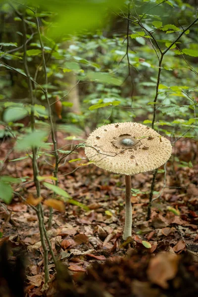 Plan Vertical Parasol Poussant Dans Une Forêt — Photo