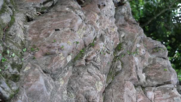 Colony Ants Carrying Leaves Rock — Stockvideo