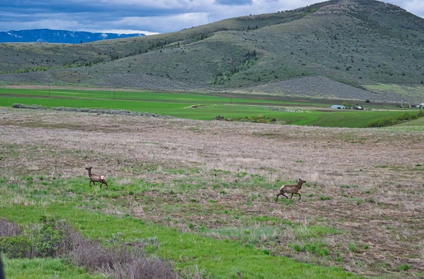 Dos Ciervos Corriendo Campo Con Montañas Fondo —  Fotos de Stock