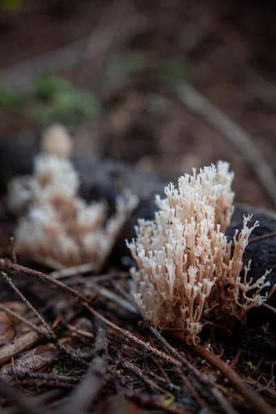 Tiro Vertical Fungo Ramaria Crescendo Uma Floresta — Fotografia de Stock