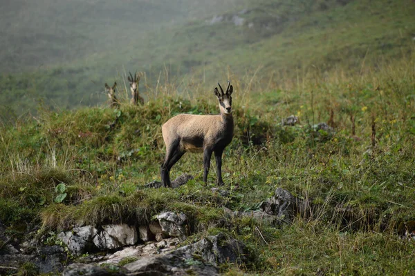 Alpine Chamois Rupicapra Rupicapra Wild Berchtesgaden National Park Bavaria Germany — Stock Photo, Image