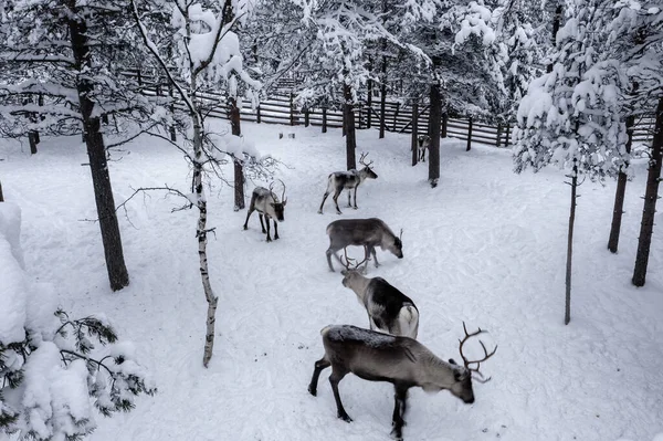 Drohnenbild Von Rentieren Innerhalb Eines Zauns Einem Verschneiten Winterwald Lappland — Stockfoto