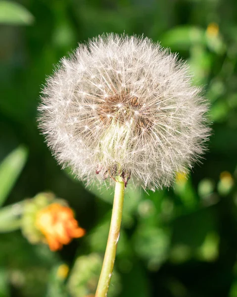 Een Verticaal Shot Van Een Mooie Witte Paardebloem Een Groene — Stockfoto