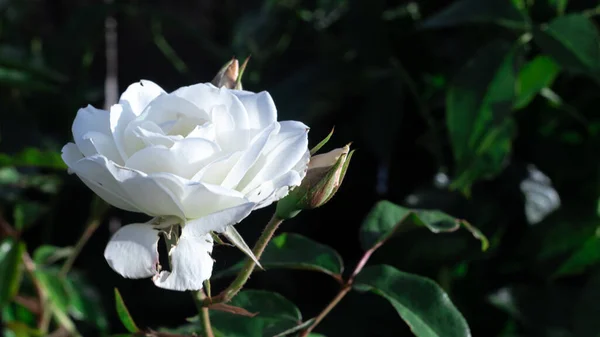 Primer Plano Una Hermosa Rosa Blanca Sobre Fondo Verde —  Fotos de Stock