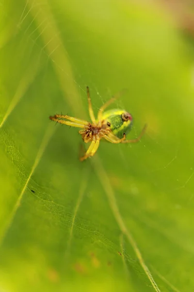 Enfoque Selectivo Una Araña Haciendo Una Tela Una Hoja Verde — Foto de Stock