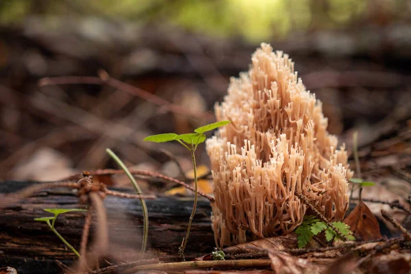 在森林里生长的一种特写的兰花真菌 — 图库照片