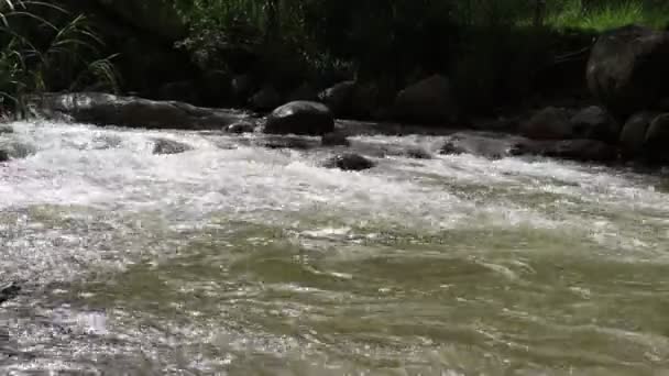 Vista Pitoresca Córrego Que Flui Entre Pedras Floresta Dia Ensolarado — Vídeo de Stock