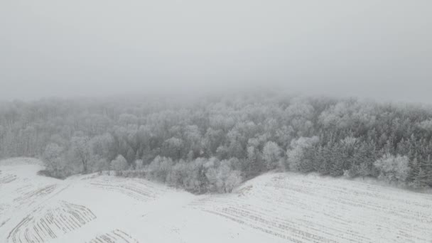 Winter Landscape Snow Covered Trees — Stock Video