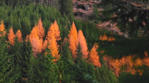 Malebný Výhled Podzimní Les Slunečného Dne — Stock video