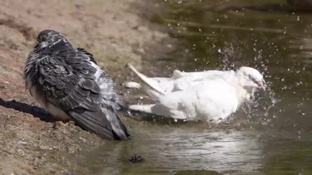 Closeup Pigeons Bathing Slow Motion — Αρχείο Βίντεο